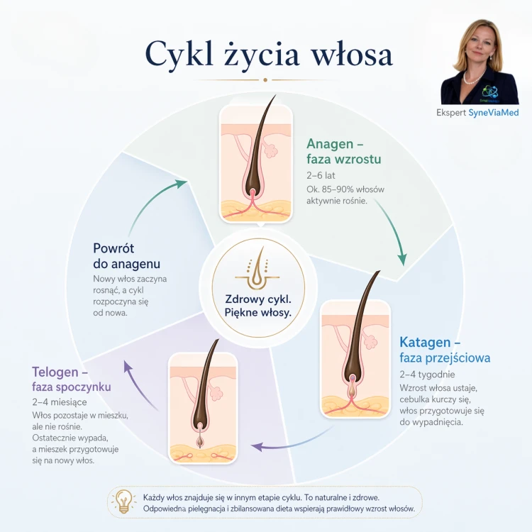 cykl wzrostu wlosa.png